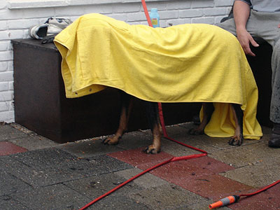 De hond wordt na een flinke douche, stevig afgedroogd met de gele baddoek