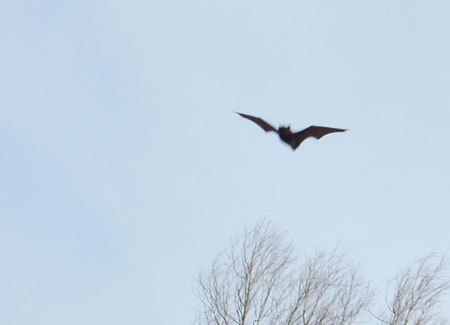 Vleermuis bij het Ruige Riet in het Sloterpark